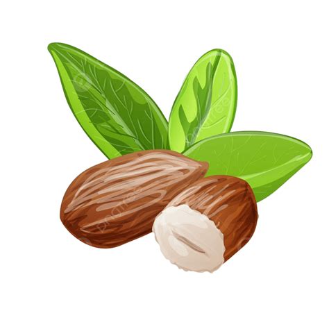 Icono De Almendras Frescas Vector De Dibujos Animados Png De Icono