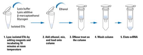 Lysis Buffer Recipe For Rna Extraction Infoupdate Org