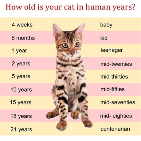 How Long Do Cats Live For Find Out Here Pd Insurance Nz