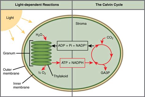 Overview Of Photosynthesis · Biology