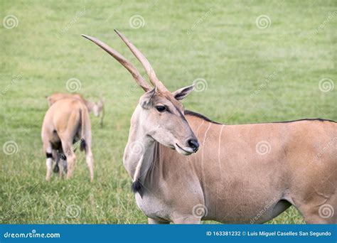 Group Of Elands Antelopes Eating In A Green Prairie Stock Photo Image