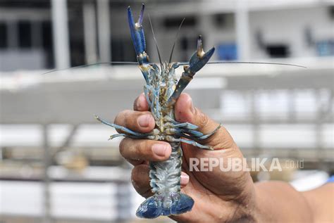 Puluhan Ribu Benih Lobster Hasil Sitaan Dilepasliarkan Lagi Republika