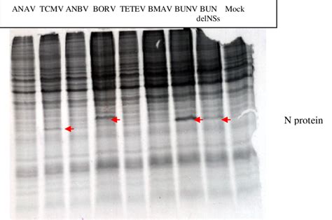 Shutoff Of Host Protein Synthesis In Infected Hep Cells At H Pi