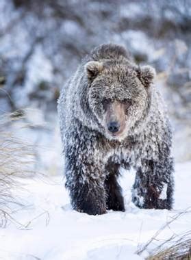 Winter means hibernation for some — but not all — of Kodiak’s bears ...