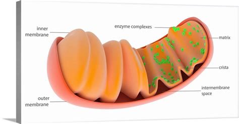 Mitochondrion, Illustration | Great Big Canvas