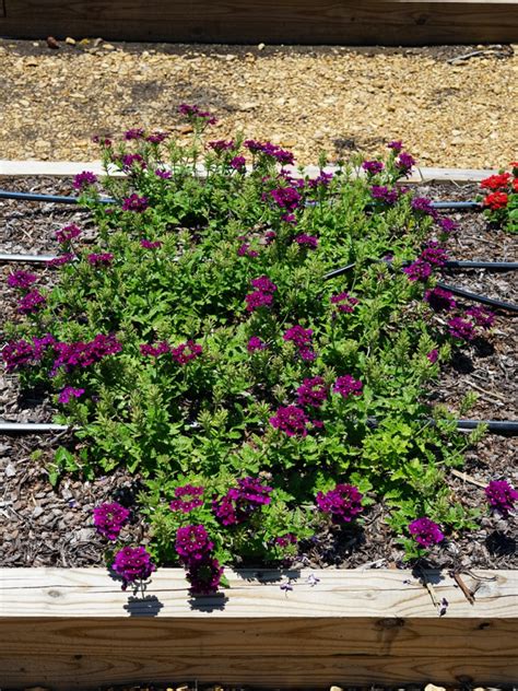 VERBENA EnduraScape Purple Improved Truck Crops Trial Garden