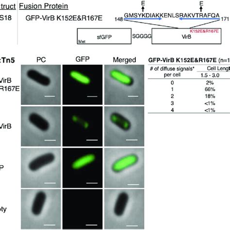 Construction Of A GFP VirB DNA Binding Mutant And Live Cell Imaging Of