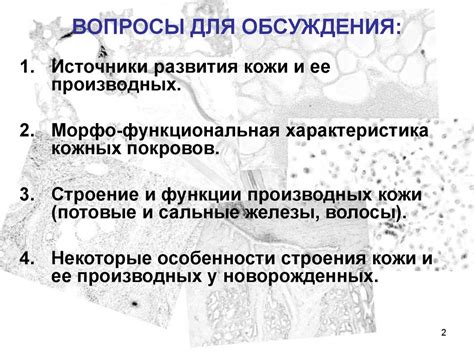 Кожа и её производные - презентация онлайн