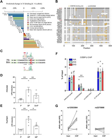 A Genetic Variant Controls Interferon β Gene Expression In Human