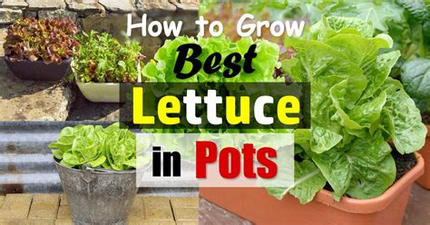 Growing Lettuce In Containers How To Grow Lettuce In Pots Balcony