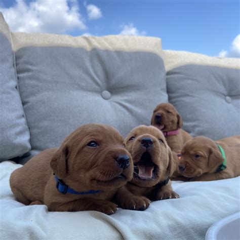 Bos Kennel | Fox Red Labrador Retrievers | Ontario | CKC