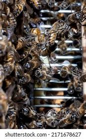 Small Group Buckfast Honey Bees Festooning Stock Photo 2171678627 | Shutterstock