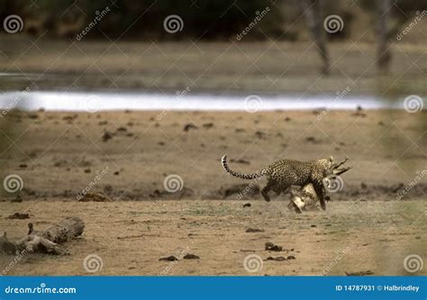 Crocodile Vs Leopard