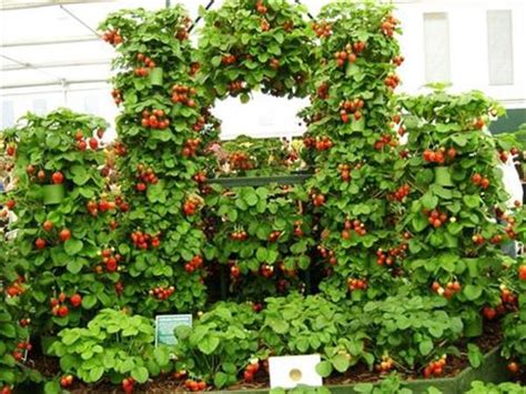 6 Genius Ways To Grow Strawberries Real Self Sufficiency