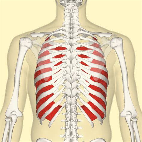 1 Anatomy Of The Respiratory System Simplemed Learning Medicine