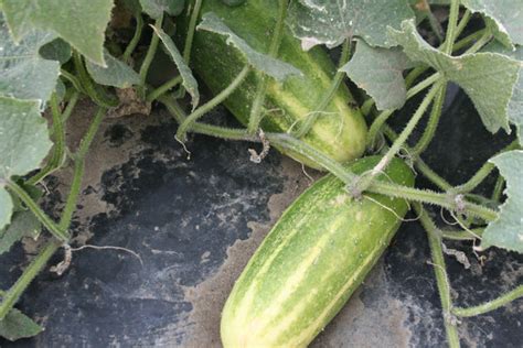 National Pickling Cucumber Seeds Wildrose Heritage Seed Company