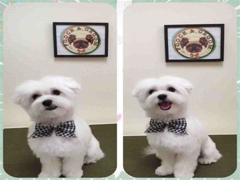 Maltese Dogs: 6 Popular Haircut Styles and Colors | Maltese puppy, Maltese puppy haircuts, Puppy ...