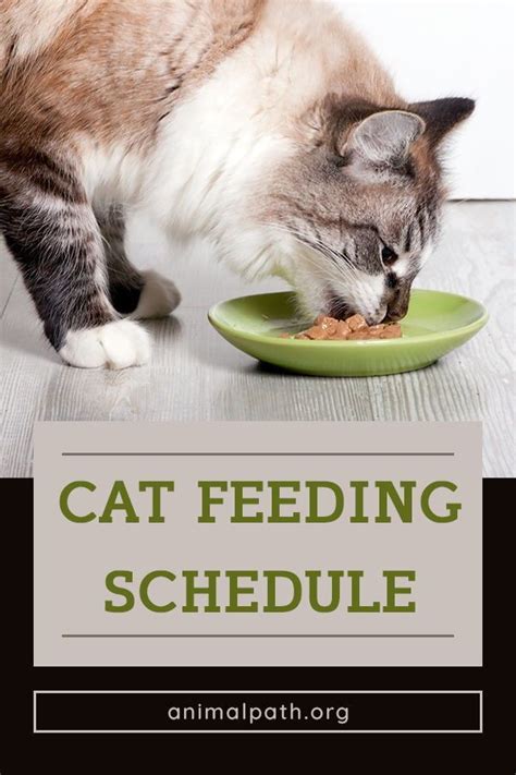 Cat Feeding Schedule | Cat feeding, Cat feeding schedule, Cat food