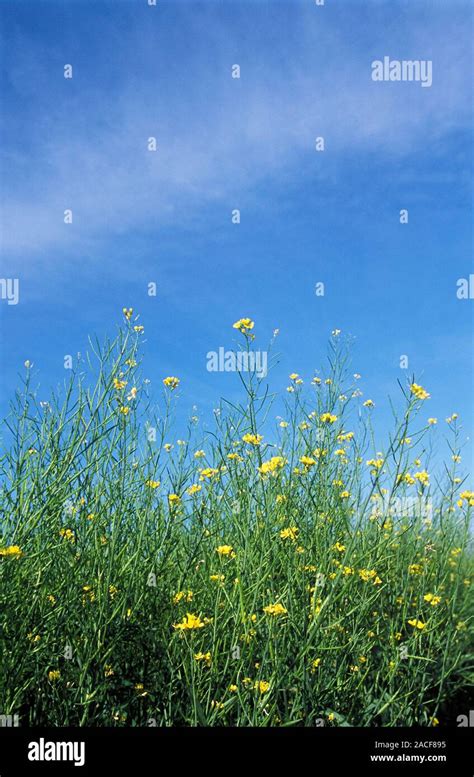 Brown Mustard Brassica Juncea Plants In Flower Stock Photo Alamy