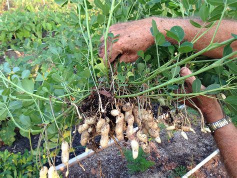 How Do Peanuts Grow