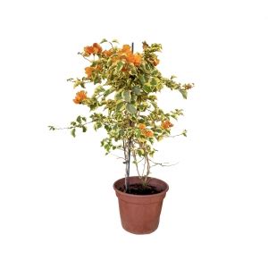 Primavera Variegata Laranja Pt Spagnhol Plantas Ornamentais Loja