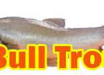 Bull Trout Facts Sheet, Identification, Habitat and Breeding Habits.