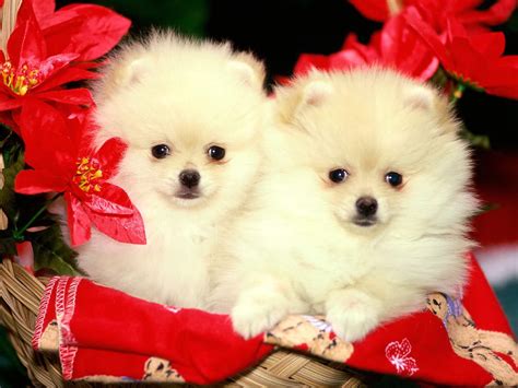 Funny wallpapers|HD wallpapers: cute christmas puppies