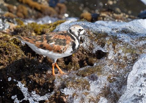 Premium Photo Turnstone Arenaria Interpres In Its Environment