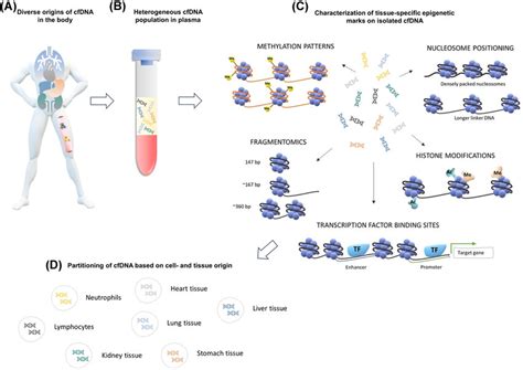 Determining The Tissue Of Origin Of Cell Free Dna A Cell Free Dna