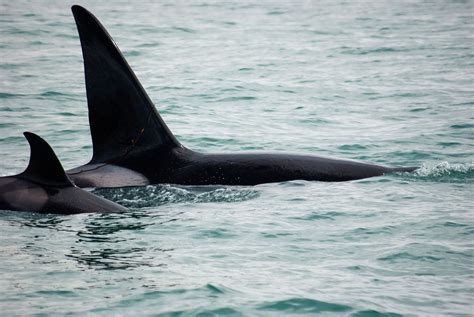 Datos Fascinantes De La Orca Orca