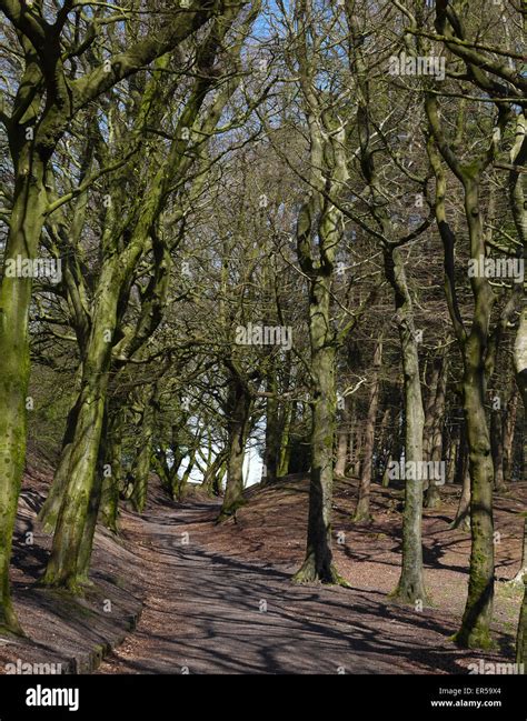 Beech Trees At Tandle Hill Country Park Royton Oldham Uk Stock Photo