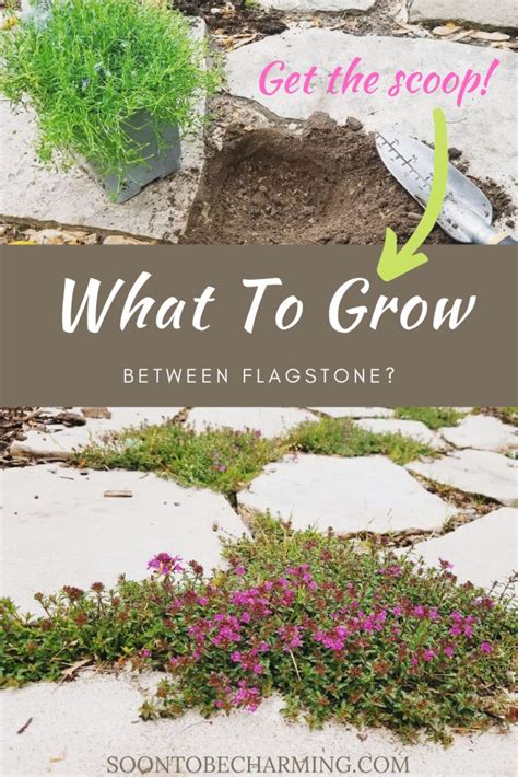 How To Lay A Flagstone Pathway Soon To Be Charming Garden Flagstone