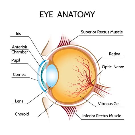 Are Floaters in the Eye Dangerous? - Exercie Daily