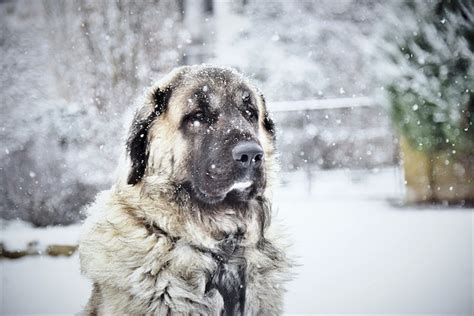 Conoce Las 10 Mejores Razas De Perros Guardianes Para Cuidar Gallinas