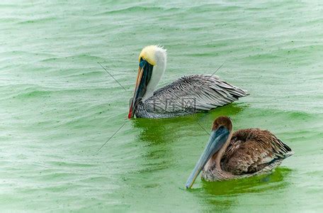 Pelecanus Occidentalis