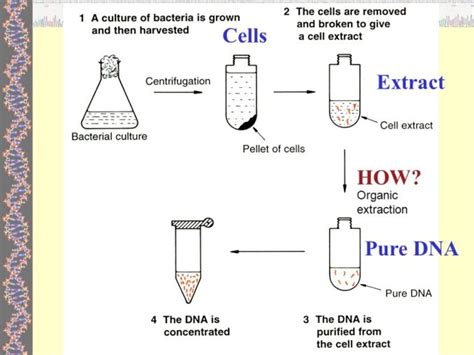 Schematic Diagram Of Dna Extraction