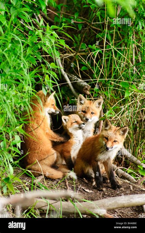 Red Fox Kits Hi Res Stock Photography And Images Alamy