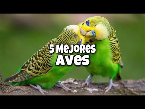 Conoce los fascinantes tipos de pájaros domésticos para tener en casa