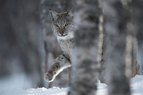 European Lynx Walking Through Snow In Birch Forest Norway Photograph