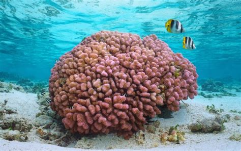 25 Fascinating Coral Reef Animals: Unveiling Ocean Marvels