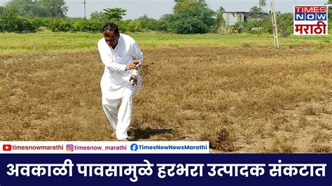 Jalna Agriculture News अवकाळी पावसामुळे हरबरा पिकाचं मोठं नुकसान