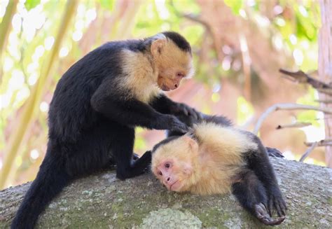 Discover Panamanian White Faced Capuchin Monkeys In Costa Rica