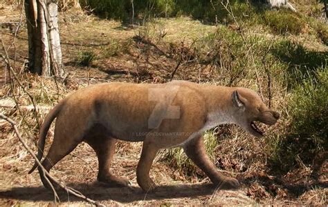 Amphicyon Dinosaurs Pictures And Facts