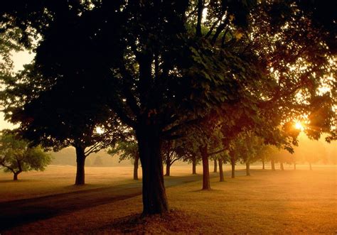 Wallpaper Sunlight Trees Landscape Sunset Night Nature Photography Branch Sunrise