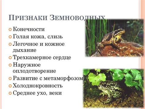 Обобщающий урок по теме «Классы позвоночных животных» - презентация онлайн