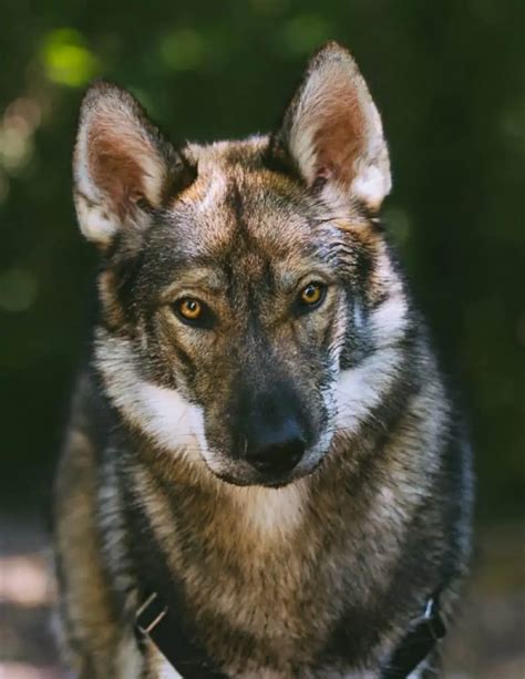 What You Should Know Before You Invest In A German Shepherd Wolf Mix - Your Dog Advisor