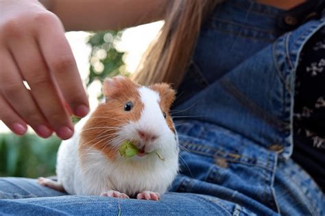 Animais de estimação para apartamento quais os melhores