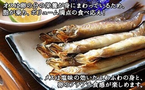 1316ししゃも 雌雄 食べ比べ セット 40尾 シシャモ たまご オス メス 海鮮 魚介 魚卵 送料無料 北海道 弟子屈町 D