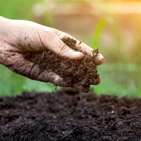 Conhe A Os Benef Cios Do Condicionador De Solo Para A Planta O Terra