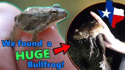 Meet the Frogs of Texas! (they say everything is bigger... they weren't